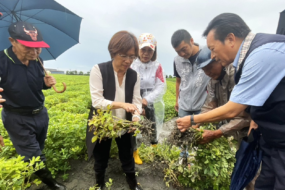 王惠美親赴彰化產區勘災　花生農損今起啟動救助申請