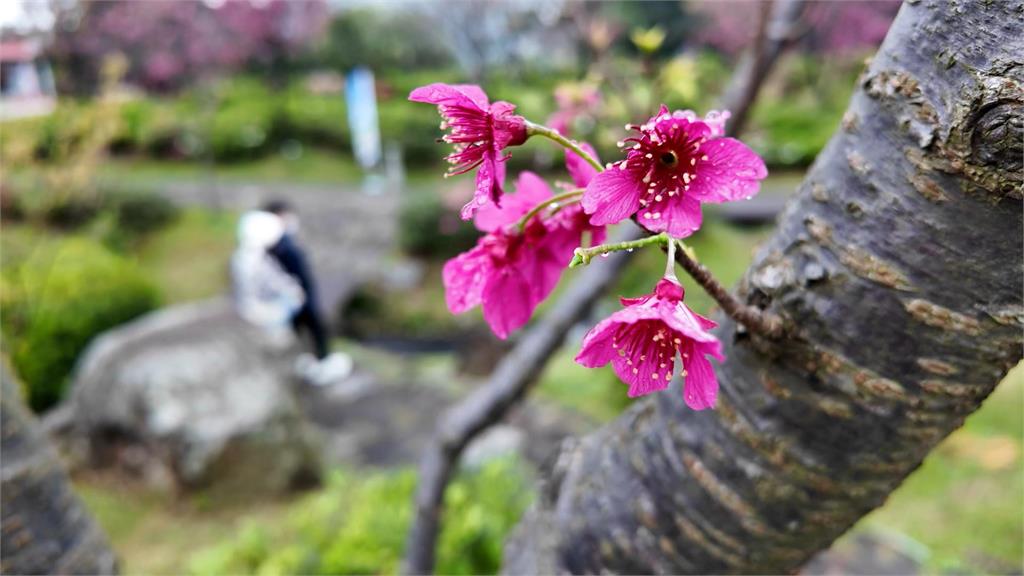 陽明山櫻花季登場！　不同花期接力綻放　展期2/7至3/17