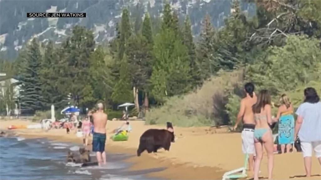 動物也要消暑！　加州海灘驚見母熊帶小熊戲水