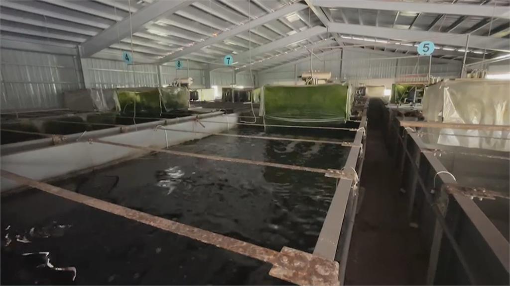 誆養殖石斑魚水具保健功能　生技業者遭起訴
