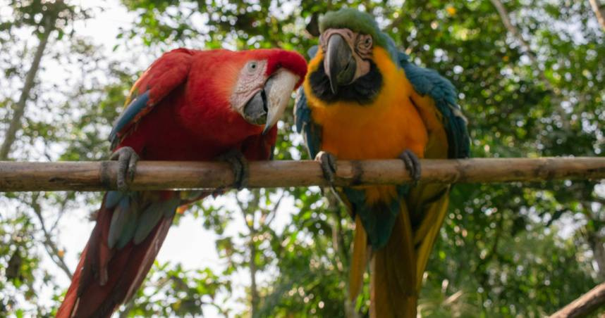 46歲運將突發高燒不退!就醫驚覺「肝功能受損」 竟是養鸚鵡釀禍