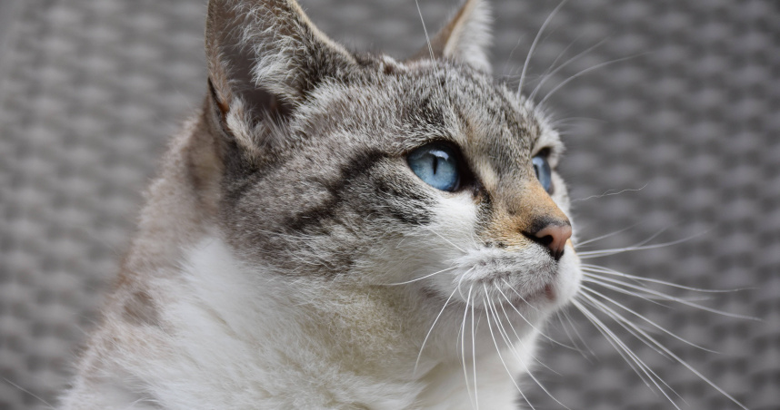 只是養一隻貓！女醫師與家人吵到出事　媽回家見女兒倒臥房內