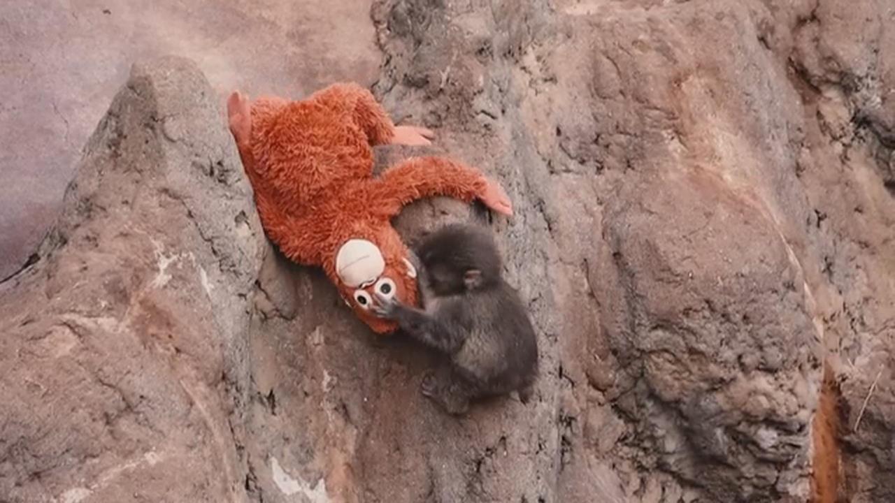 日本小獼猴Panchi交女友? 爆紅同時成詐騙集團目標