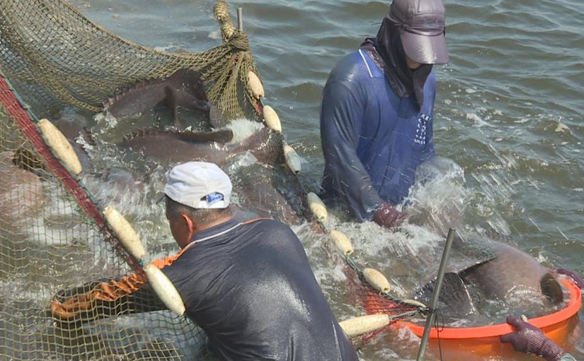 快新聞／中國宣布台石斑魚解禁　農業部籲「一視同仁」：別分化台灣漁民