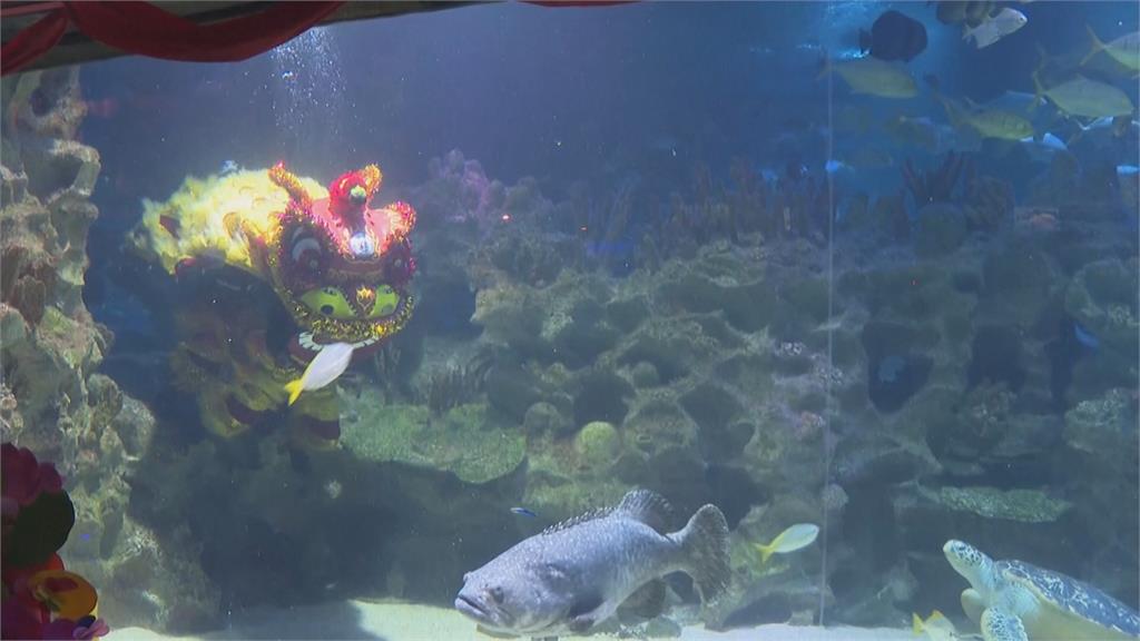亞洲慶新年！　馬來西亞水族館「水底舞獅」超熱門