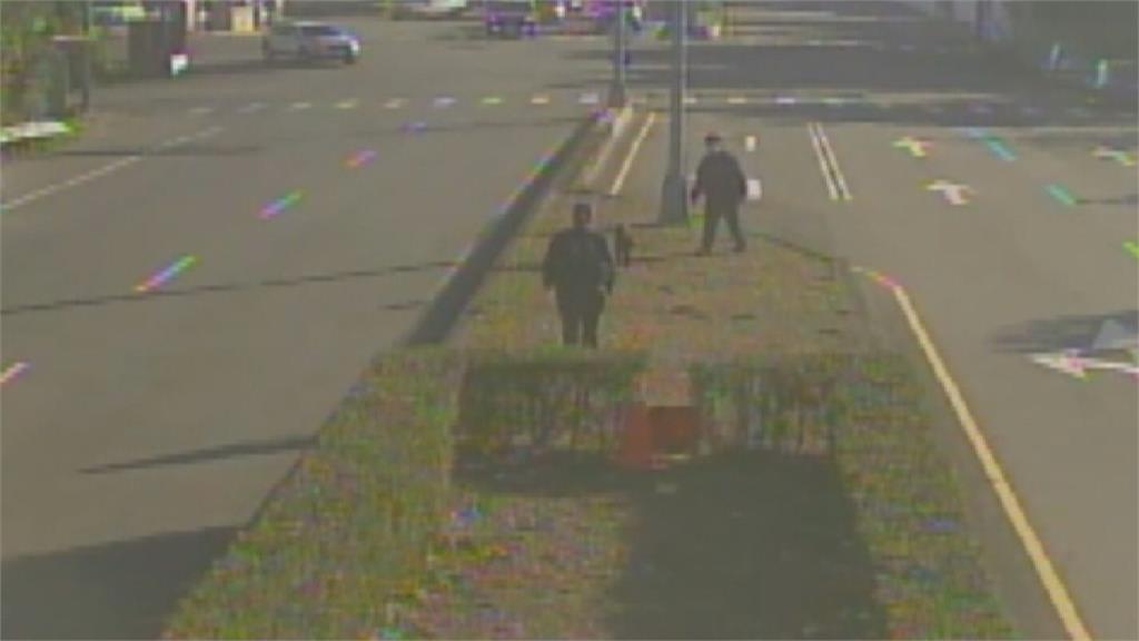 黑色小豬馬路亂竄 與警纏鬥1小時遭「逮回」