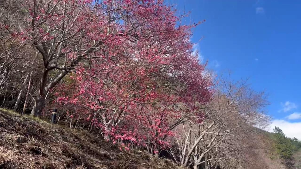 武陵農場"河津櫻"提前報到! 綻放3成搶先迎賓