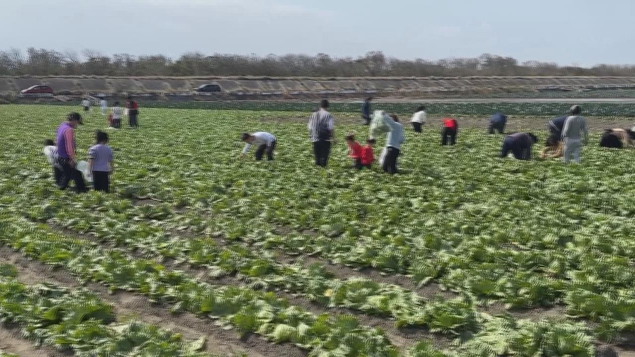 鮮脆美生菜在麥寮! 產地直送餐桌"沙拉吧免費吃"