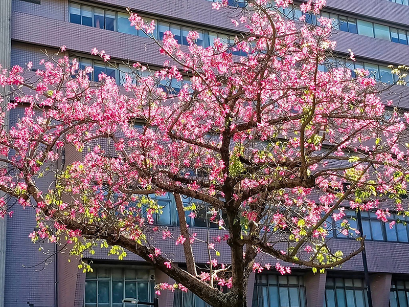 粉色花海浪漫來襲！5大美人樹景點全收錄 最美風景一次看！