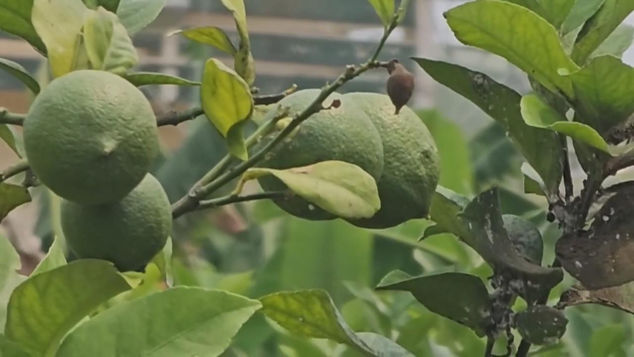 颱風重創屏東九如產地　檸檬收成大減價格漲三倍