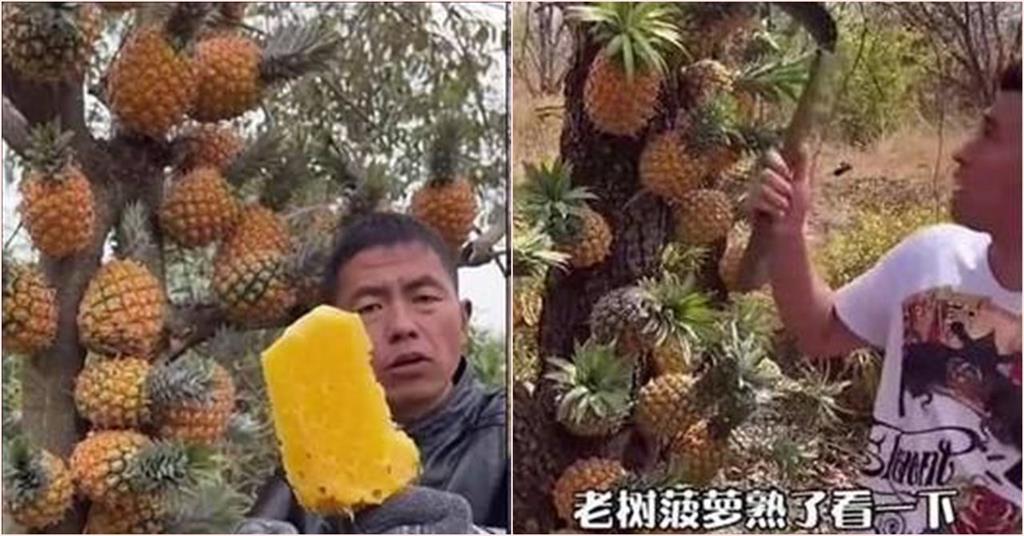 超荒謬！中國廣告把鳳梨黏在樹上　網笑：樹葡萄原理？