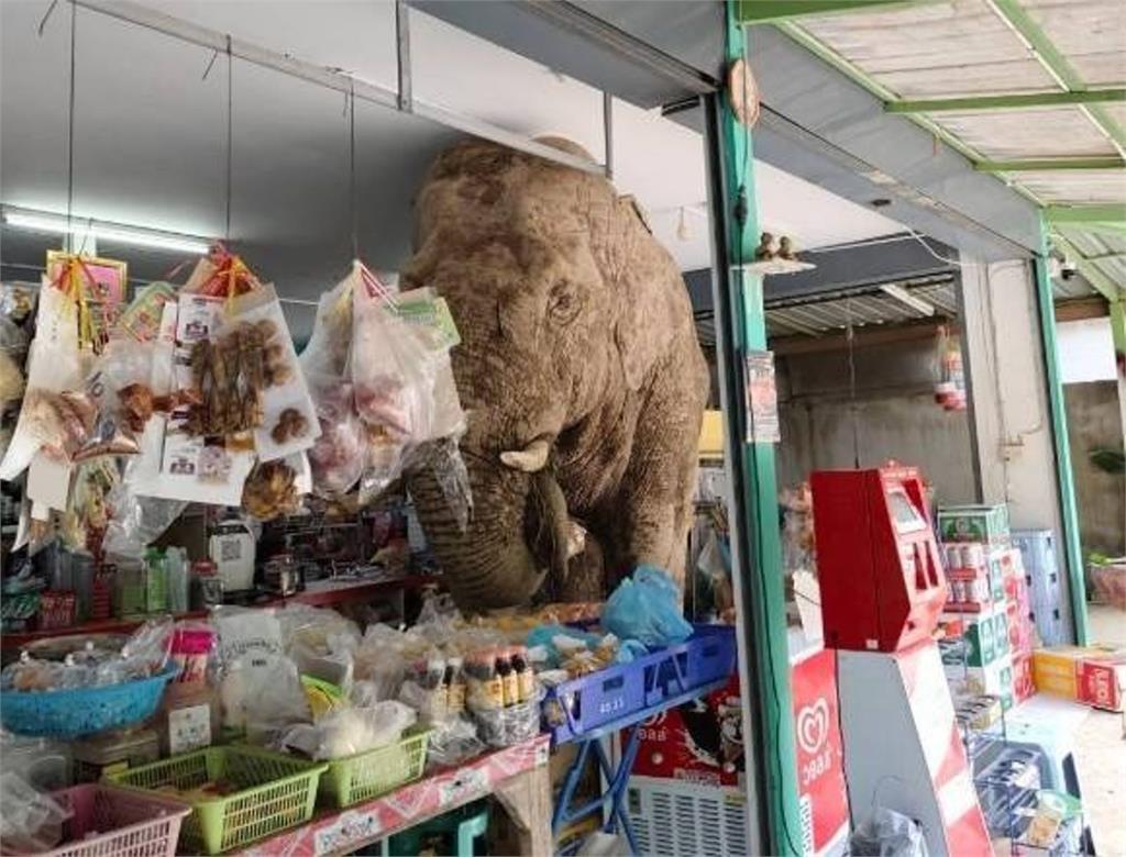 野生可愛大象懂吃！闖便利商店零食吃到飽　被抓包「不是第一次」