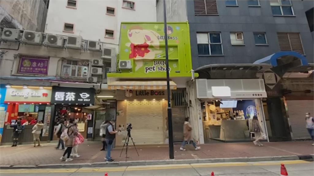 倉鼠惹的禍？香港寵物店群聚感染　當局撲殺大量倉鼠