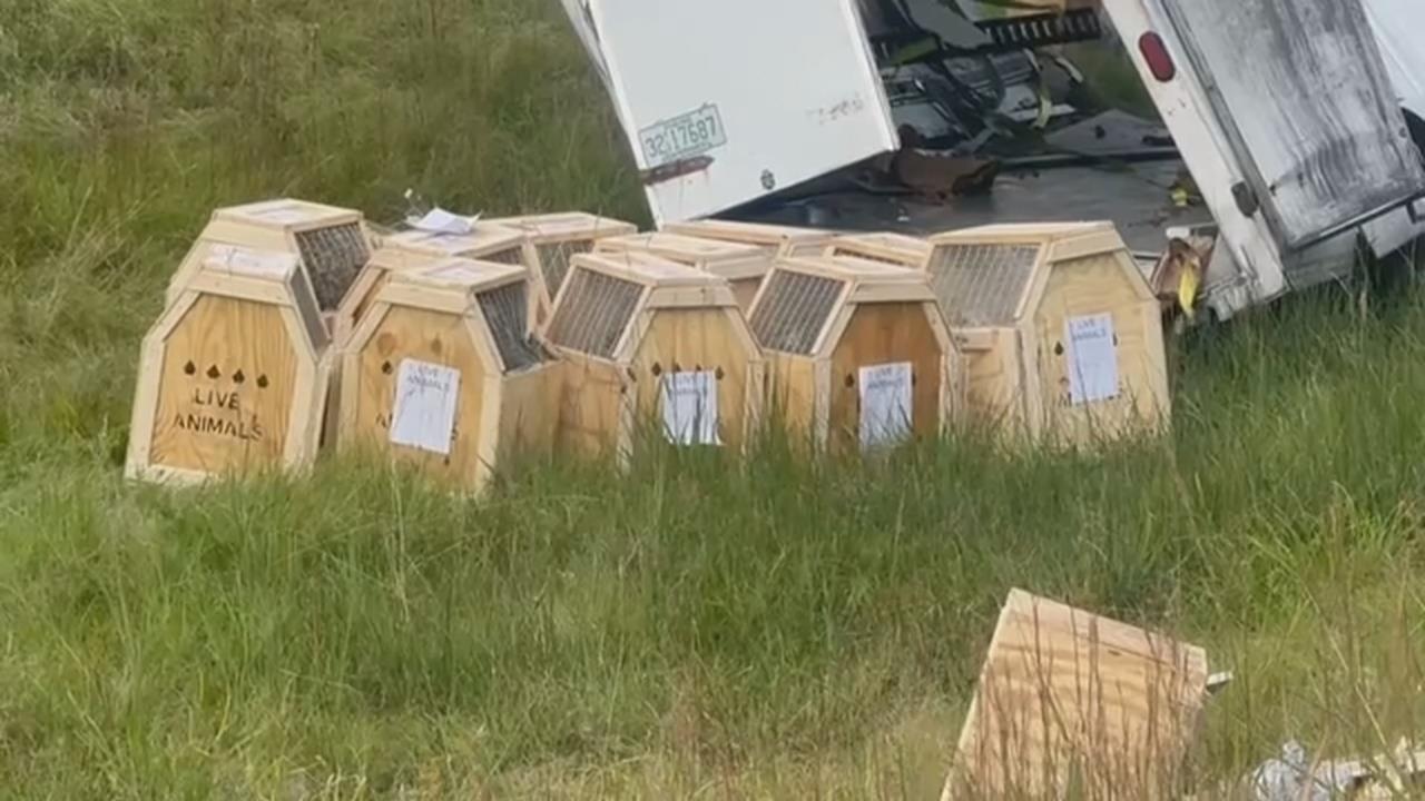 美國密西西比州嚴重交通意外 運猴車翻覆 實驗恆河猴四竄