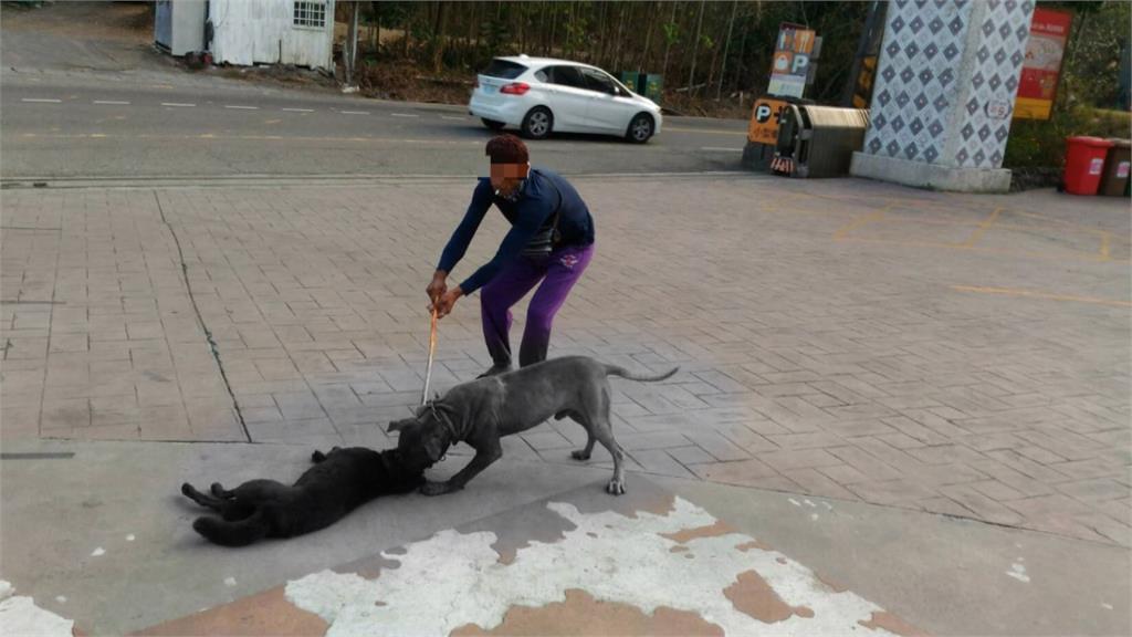 「狗界戰神」比特犬！遭農委會列為攻擊性寵物