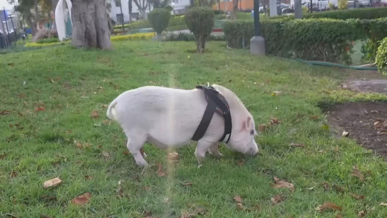 秘魯粉紅小豬逛公園成焦點　飼主盼透過「遛豬」推動反物種歧視