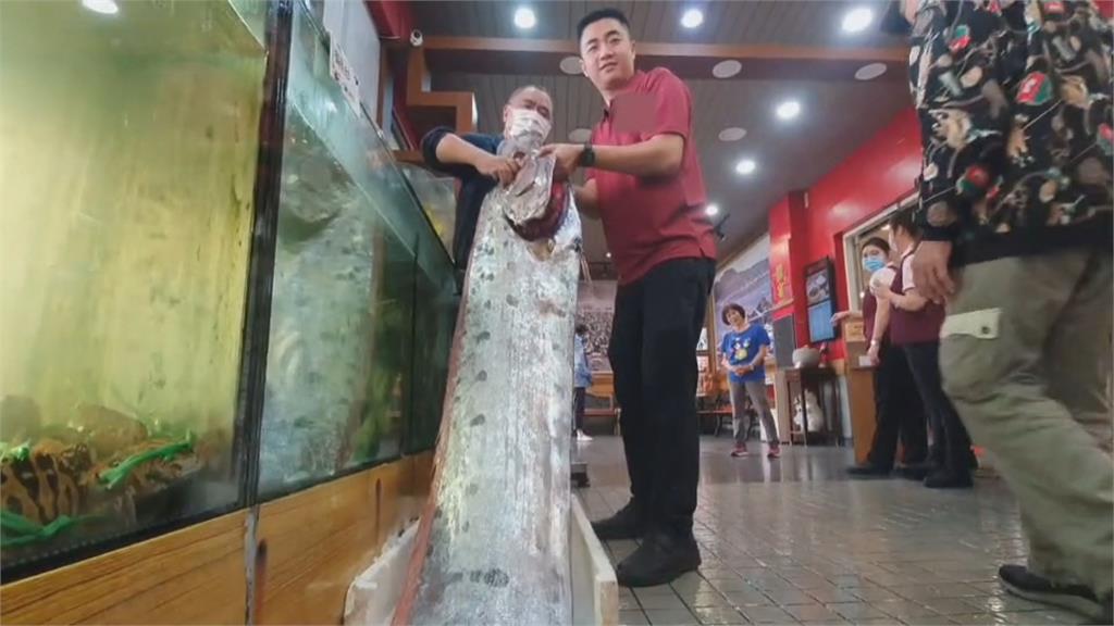 南方澳捕獲5米長地震魚「可賣兩萬」 老闆嘆：可遇不可求