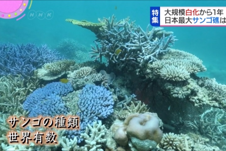 日最大珊瑚礁群9成白化 人工培養復生機