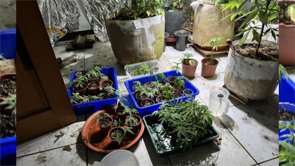 嘉義警臨檢見「這東西」　意外破獲青農自學種大麻