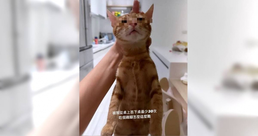 網紅不當飼養2／苗栗寵物餐廳虐打獵犬　台中女兔放機車腳踏墊