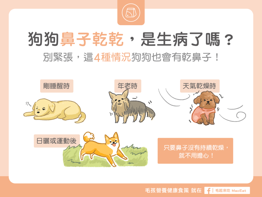 【汪汪康健】狗狗鼻子變乾了，怎麼辦？別緊張，有時乾鼻子是很正常的！