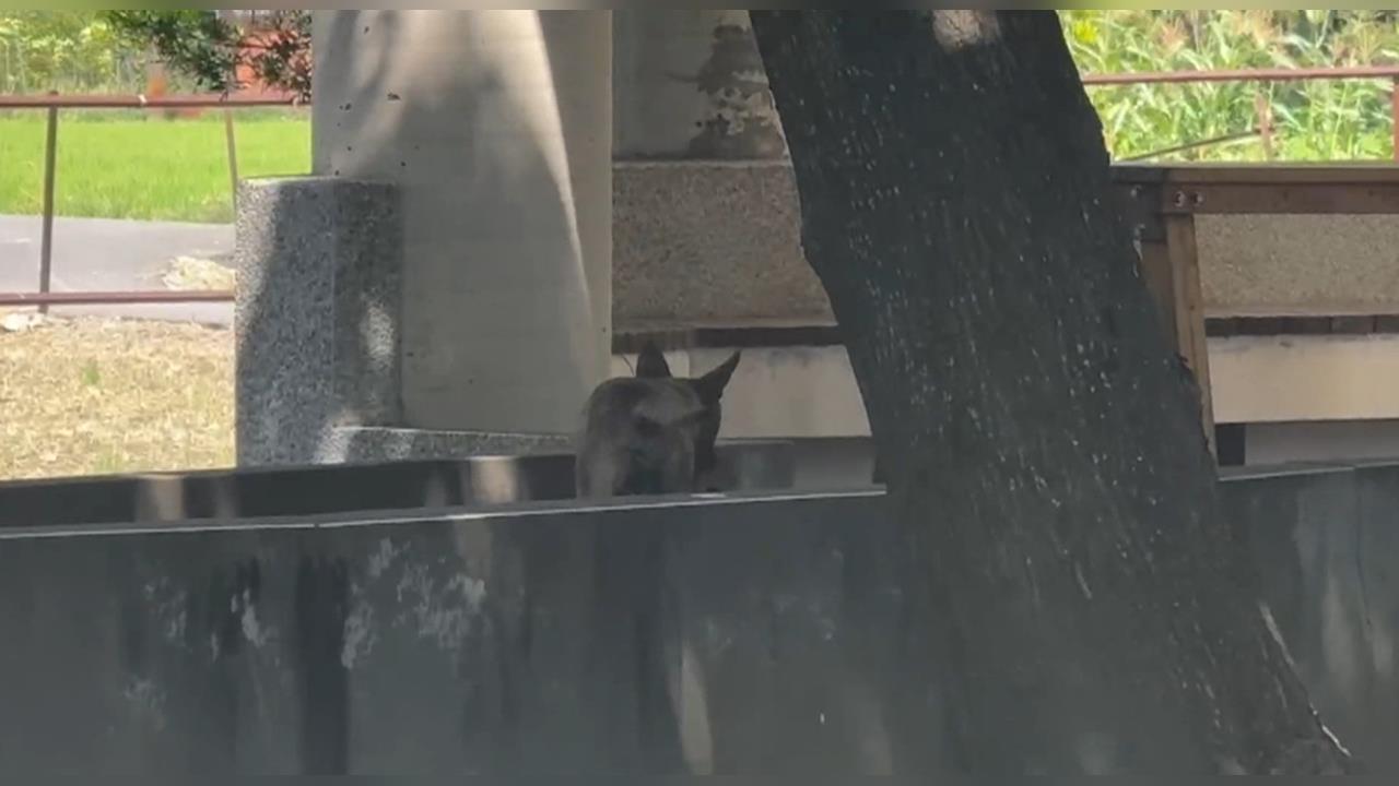 運動變逃命！男子遭流浪狗群追擊　慌亂摔倒全身傷