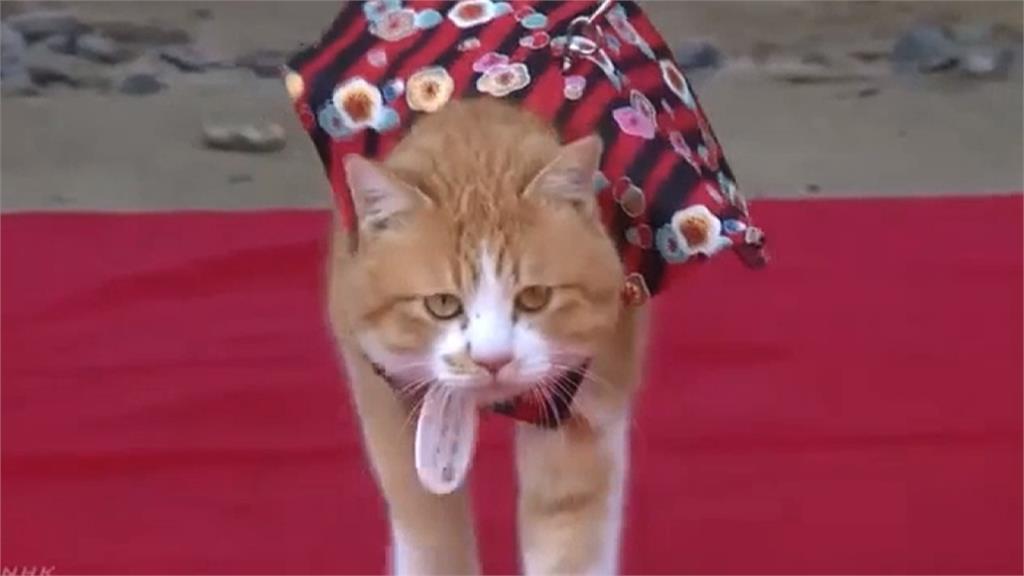 日本松山城推觀光 榮譽城主「野貓」就任