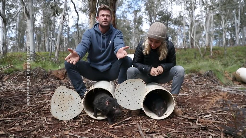 雷神下凡做保育！絕跡3千年「袋獾」重返澳洲