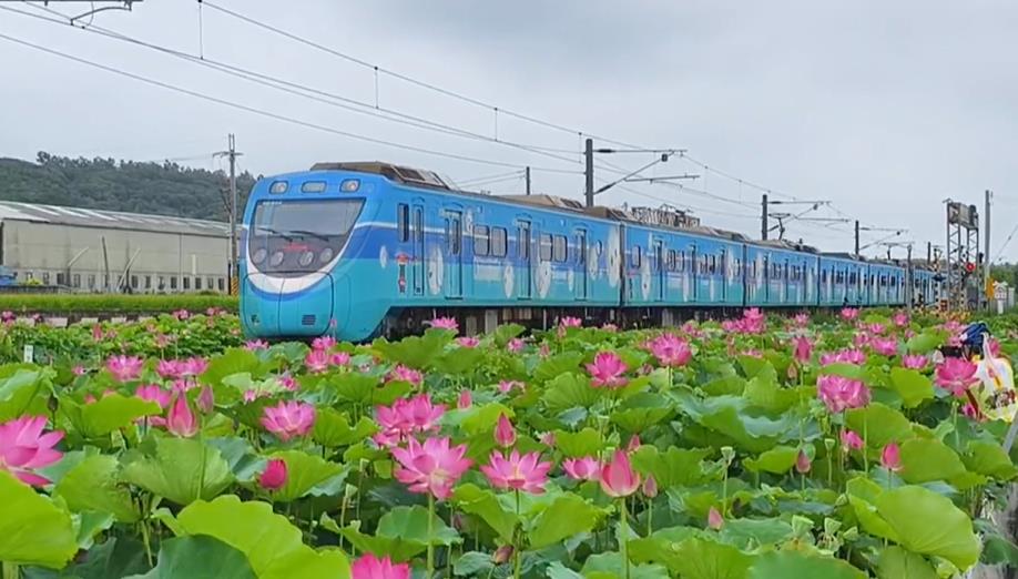 搶拍「微笑冠軍號」列車與荷花同框！　民眾站上鐵軌區、踩進花田