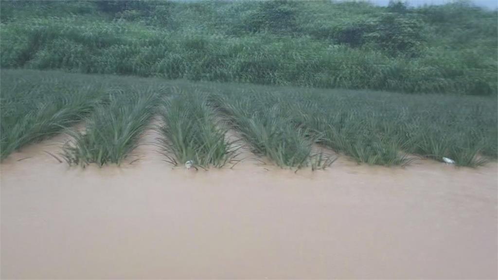 728豪雨屏東農損近億元居冠　鳳梨和香蕉最嚴重
