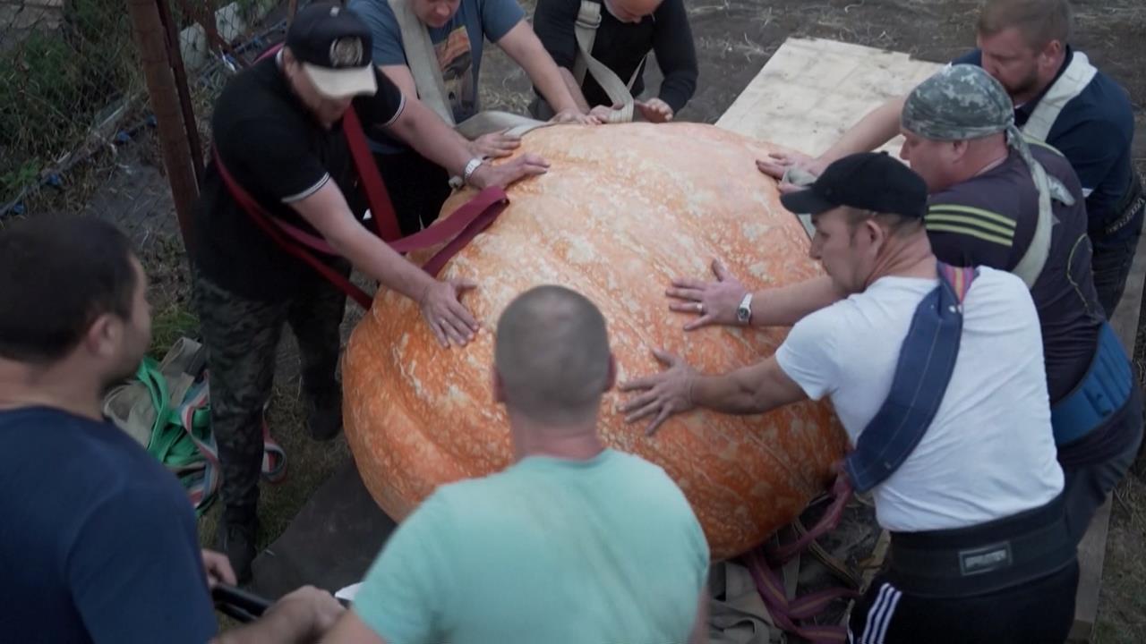 角逐「重量級」榮耀!巨型蔬菜比賽 南瓜重969公斤、四季豆長達8公尺