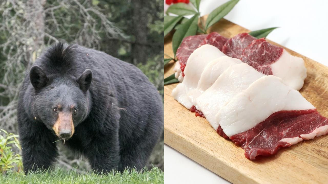 68年老店「賣熊肉」詢問度狂飆!店家曝「超上乘口感」:最高級款待