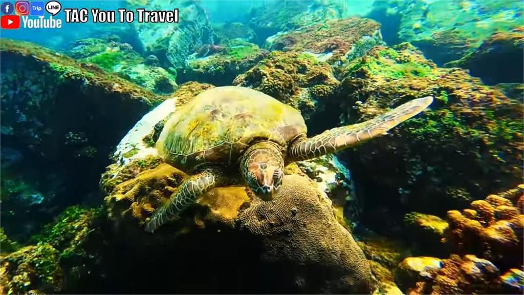 冬季到小琉球輕旅行！海邊驚見超大海龜　他嚇：還以為是石頭