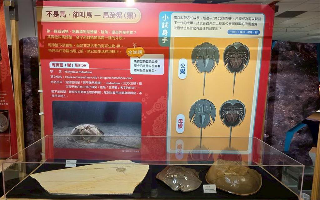 海洋科技博物館馬年推海馬微特展　走春闖關拿好禮