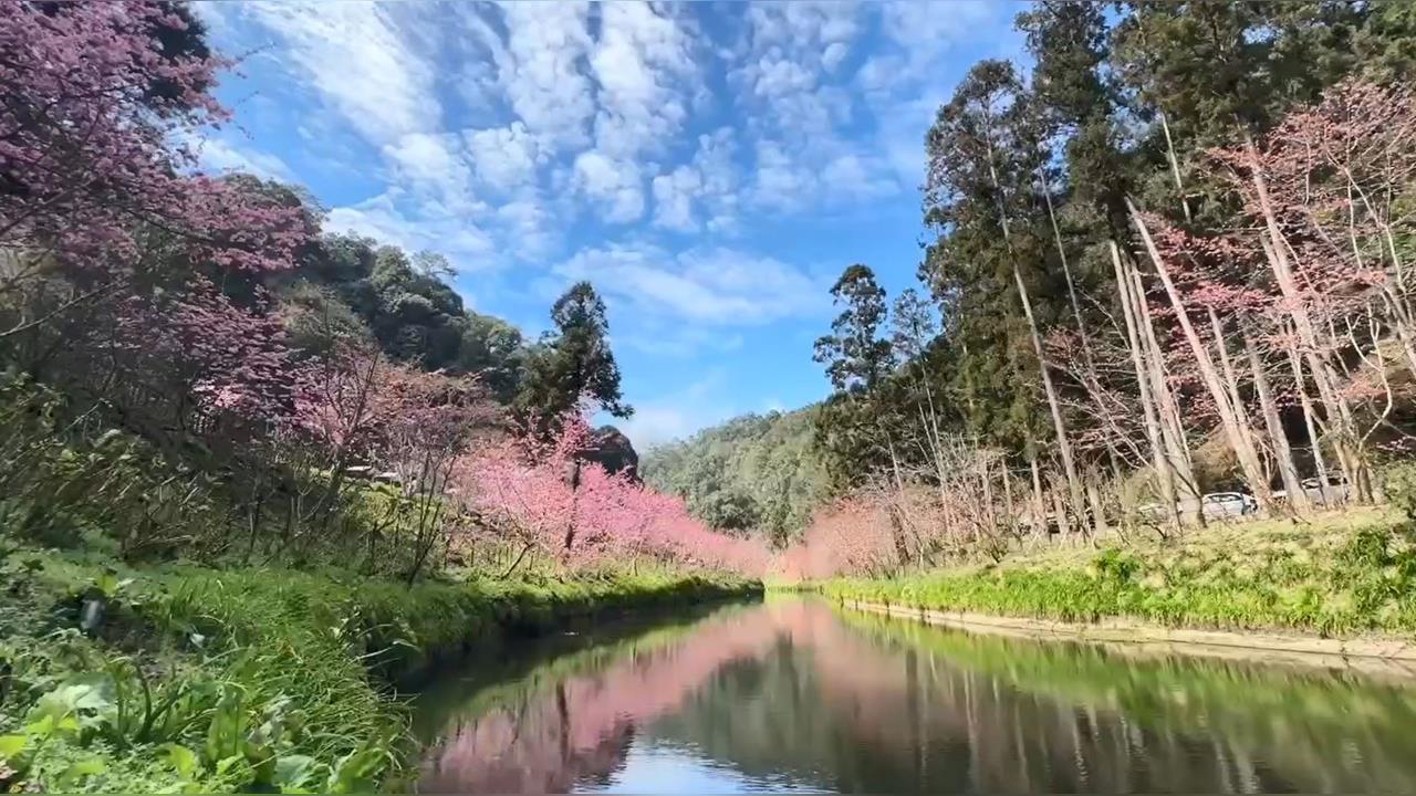 快新聞／出遊快看！南投杉林溪櫻花盛開　「河岸美景」震撼曝光