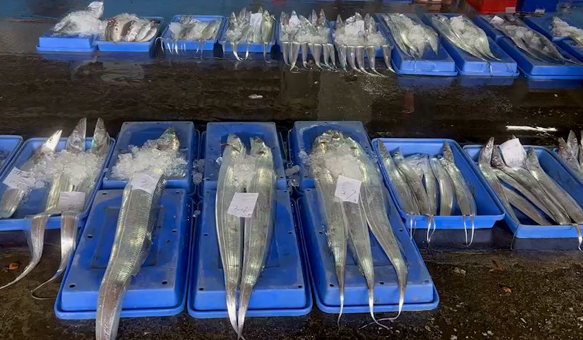 東北季風帶來白帶魚　台東新港漁民海釣滿載而歸