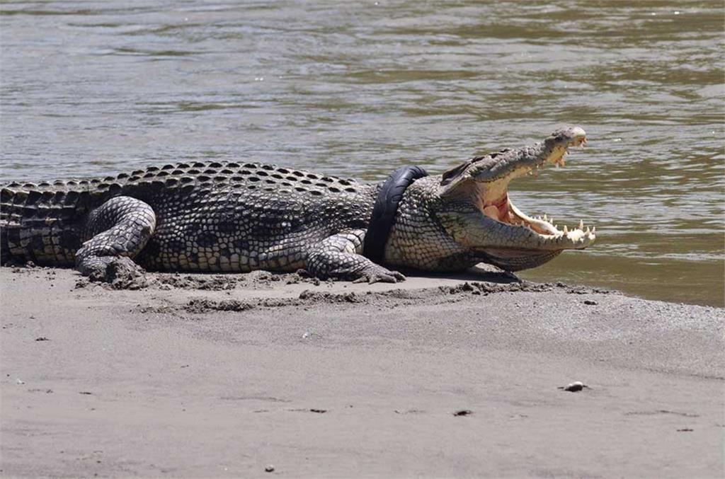 救援影片曝光！遭輪胎套脖6年險窒息　印尼5.2公尺巨鱷重獲自由