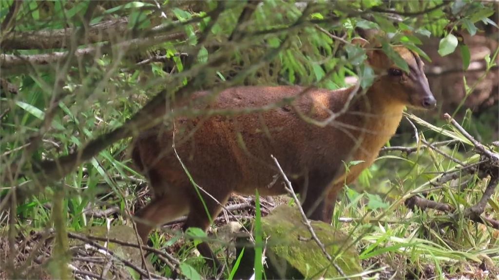 遊客少阿里山現生機 山羌帝雉覓食