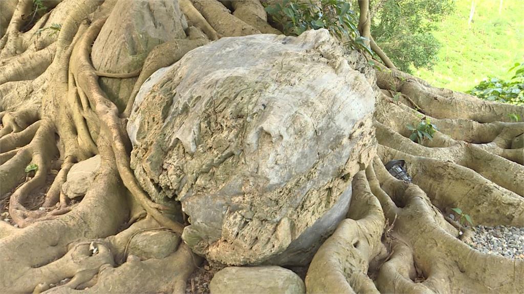 上億年歷史寶物在台東！罕見「木頭化石」出土
