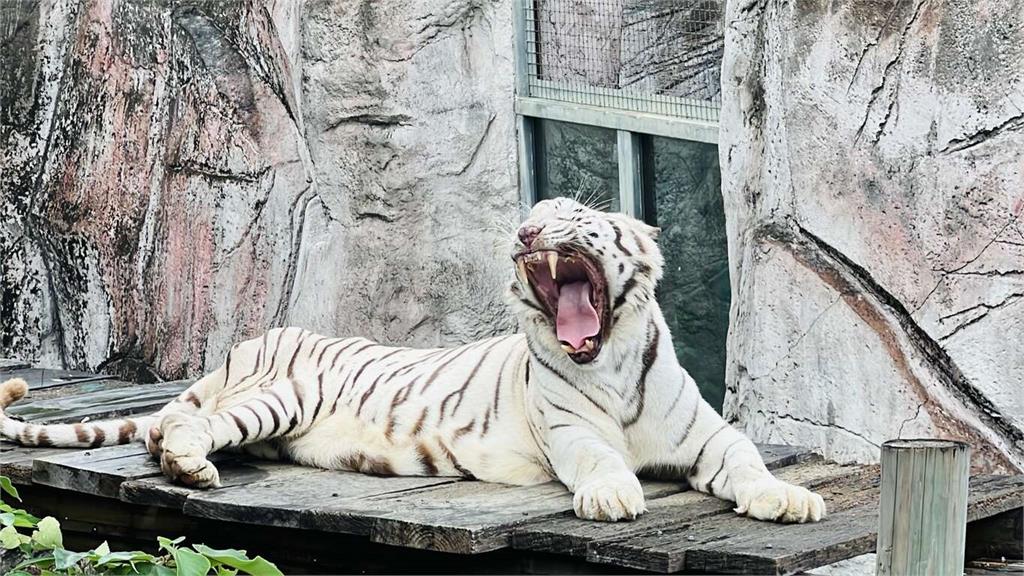 快新聞／感謝風災救援英雄辛勞！　壽山動物園憑證「年底前免費入園」