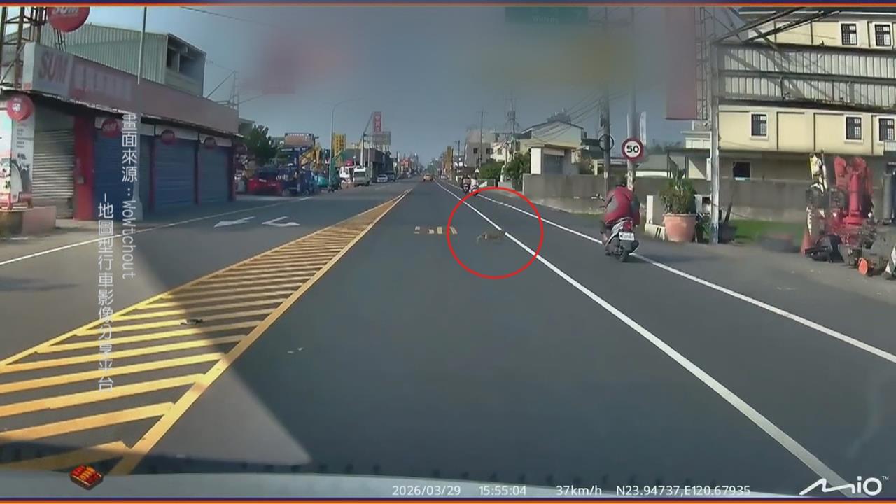 橘貓馬路竄出「猛撞機車」　騎士反應不及連人帶車慘摔滑行