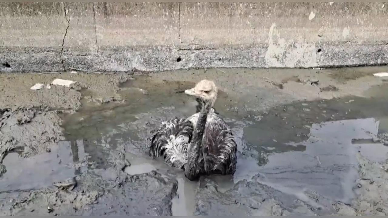 雲林獼猴群「飛越」電網找食物　彰化大鴕鳥卡大排爛泥中