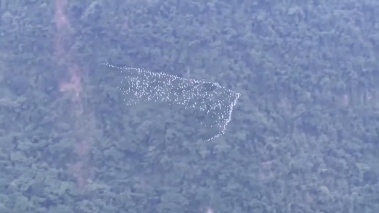 雲林古坑黃頭鷺群飛遷徙　2小時14群變化隊形如「白龍過境」