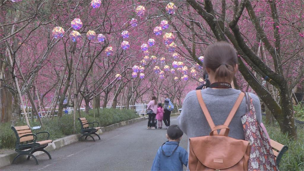  南投魚池遊樂園櫻花盛開！櫻花祭正式登場