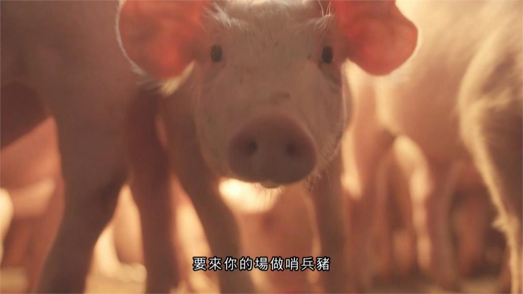 亞洲唯一「三大豬病非疫國」　卓榮泰：繼續守成保護台灣豬