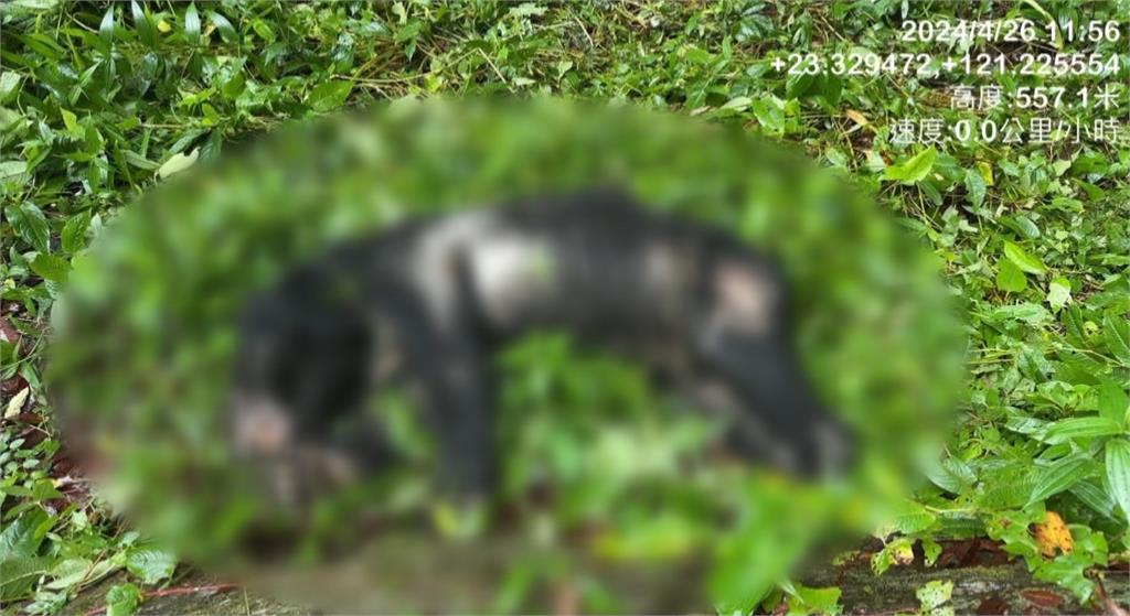 台灣黑熊疑遭槍擊？ 玉管處:體內疑有子彈不排除盜獵