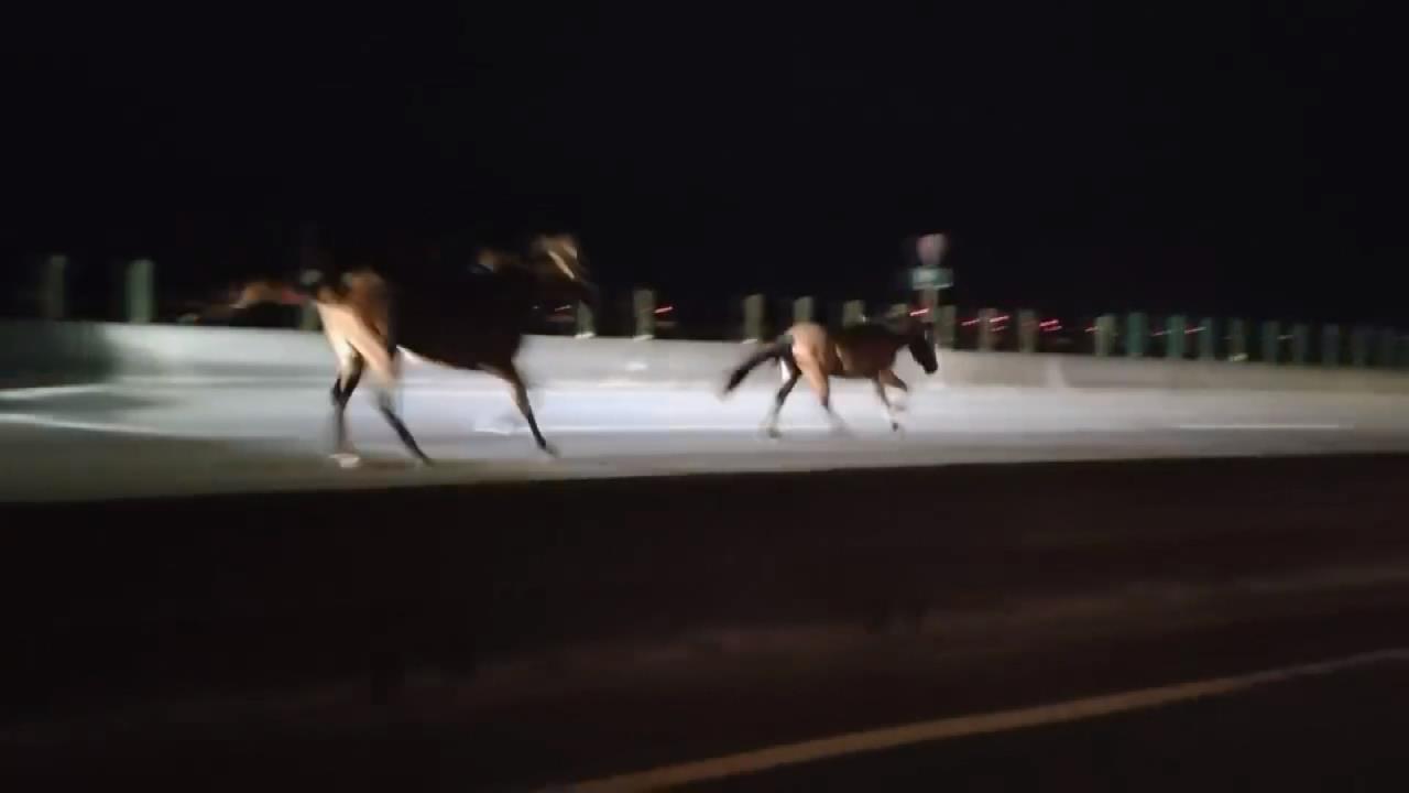 嚇! 西濱快速道路"馬兒狂奔" 轎車閃避不及迎面撞亡