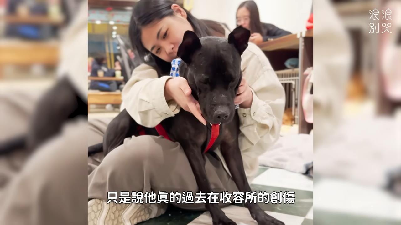 浪浪親人卻不親狗原因藏洋蔥 網看哭:真的很難受
