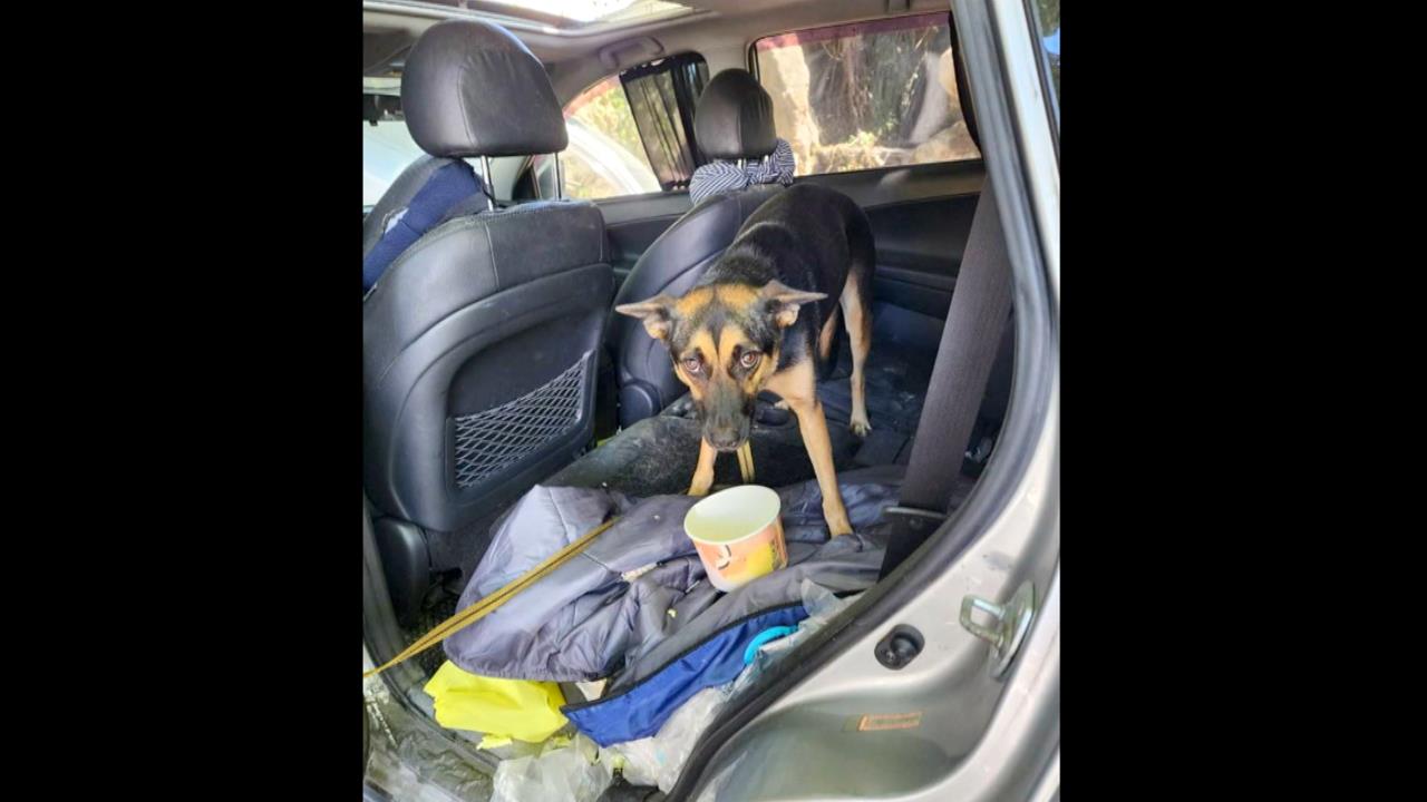 蘇澳海事生助救災好奇開車門 活生生小狗探出頭師生驚喜