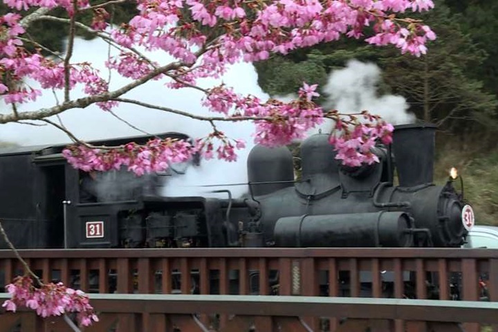 阿里山櫻花季3/15開跑 森鐵趕12日開通